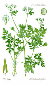 Hasmațuchi-Anthriscus cerefolium 