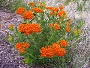 Iarba fluturilor-Asclepias tuberosa
