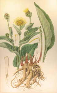 Iarbă mare-Inula helenium
