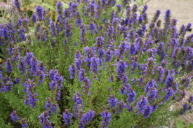 Isop albastru-Hyssopus officinalis