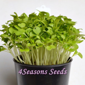 Microgreens