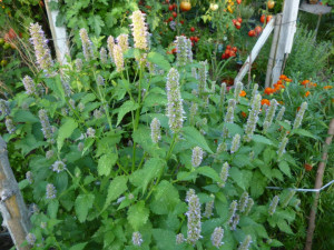 Lofant-Lophanthus Anisatus Benth