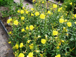 Luminita noptii-Oenothera biennis L