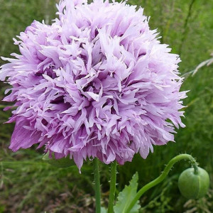Mac Somniferum Lilac Pompom