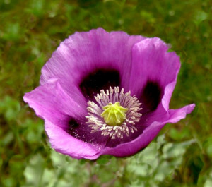 Mac Somniferum Single Lilac