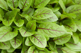 Macris Red veined-Rumex Sanguineus