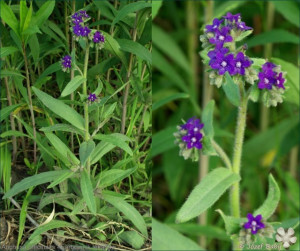 Miruta-Anchusa officinalis