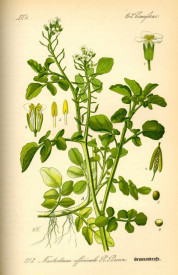 Năsturelul-Nasturtium officianale