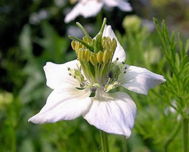 Nigella Sativa-Negrilica