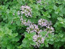 Oregano-Origanum vulgare
