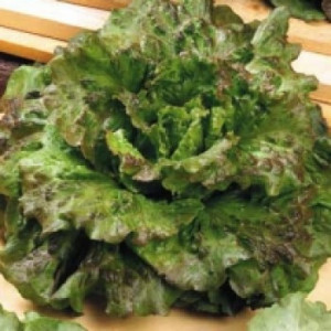 Salata Iceberg-Maravilla de Verano