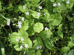 Salata minerului-Claytonia Perfoliata