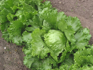 Salata verde Iceberg