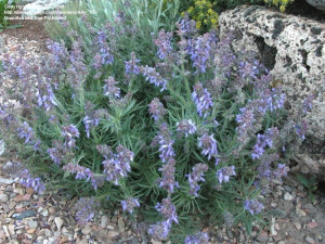 Salvia Jurisicii