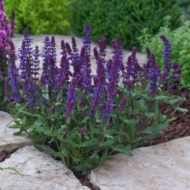 Salvia Nemorosa