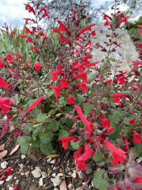 Salvia Roemeriana Arriba