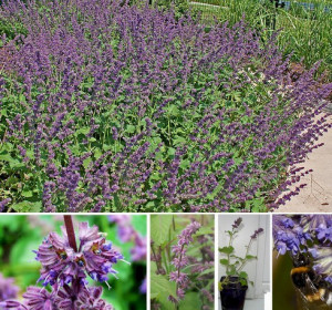 Salvia Verticillata Purple Rain
