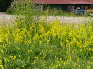 Sanziene galbene-Galium verum 
