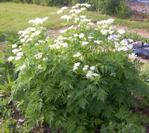 Smirna-Myrrhis odorata