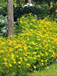 Tarhon Mexican-Tagetes Lucida