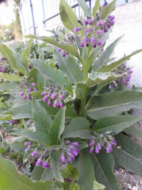 Tataneasa-Symphytum officinale