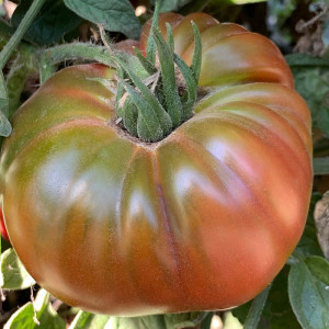 Tomate Ananas Black