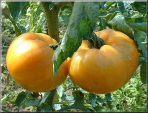 Tomate Ananas