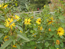 Topinambur-Helianthus tuberosus