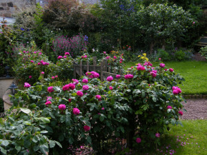 Trandafir de dulceata Rose de Rescht