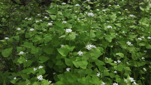 Usturoita-Alliaria Petiolata