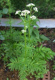 Valeriana-Valeriana officinalis