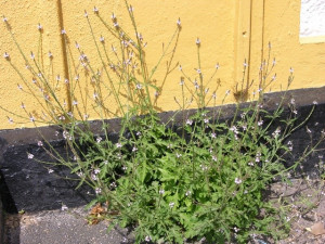 Verbena Officinalis