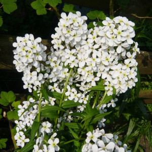 Violeta de noapte-Hesperis Matronalis Alba