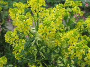 Winter Cress-Barbarea Vulgaris Variegata