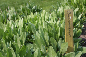  Calomfir-Tanacetum Balsamita