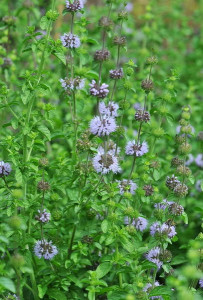  Busuiocul cerbilor-Mentha pulegium