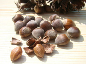 Alun-Corylus avellana