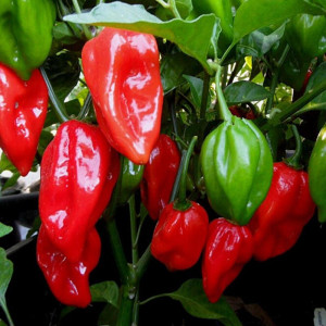 Ardei iute Habanero Red