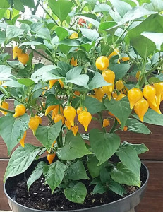 Ardei iute Pimenta de Bico Yellow -