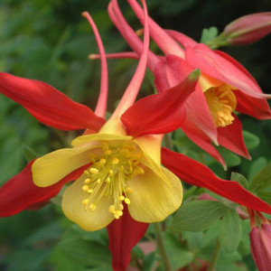 Caldarusa Aquilegia Caerulea Koralle