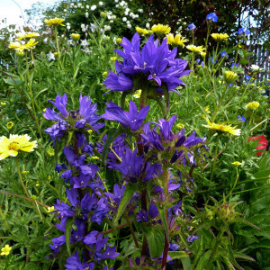 Campanula Glomerata Superba 