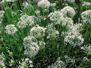 Ceapa de tuns-Chives