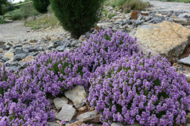 Cimbru de iarna-Satureja Montana ssp illyrica