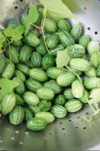 Cucamelon-Scabra Melothria