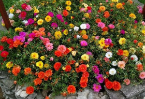 Flori de piatra-Portulaca Grandiflora  mix