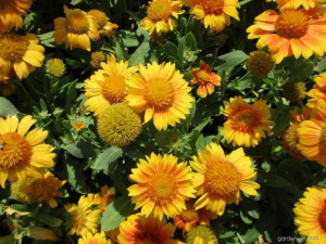Gaillardia Aristata African Sunset