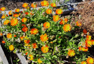 Galbenele-Calendula officinalis