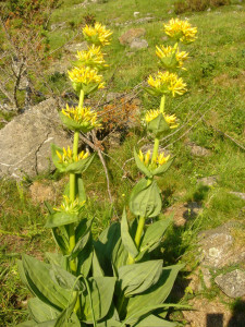 Ghintura-Gentiana lutea