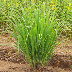 Lemongrass-Iarba lamaioasa