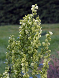 Loboda verde-Atriplex hortensis